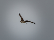 Soaring Osprey