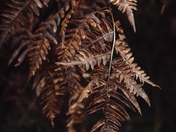 ferns
