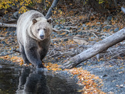 Casper the friendly Bear