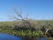Point Pelee  in the summer