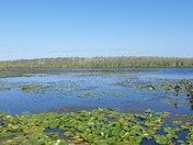 Point Pelee  in the summer