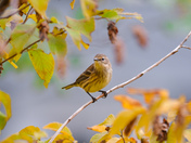 Yellow-rumped