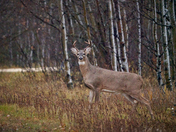 A great day in the life of a buck.