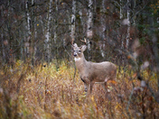 A great day in the life of a buck.