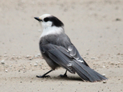 Canadan Jays 