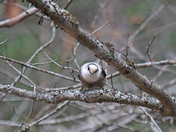 Canadan Jays 