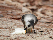 Canadan Jays 