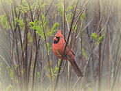 Cardinal in the brush