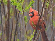 Cardinal in the brush