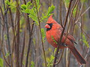 Cardinal in the brush