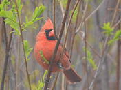 Cardinal in the brush