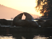 Sea Lions at Sunrise 