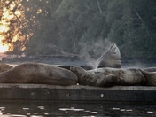 Sea Lions at Sunrise 
