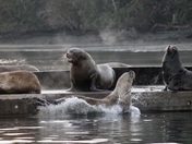 Sea Lions at Sunrise 
