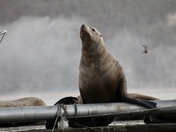 Sea Lions at Sunrise 