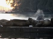Sea Lions at Sunrise 