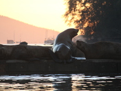 Sea Lions at Sunrise 