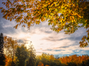 Autumn Morning In A Calgary Park