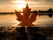 Leaf at Sunset