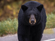 Black Bear