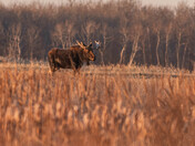 Morning Moose
