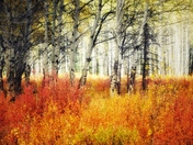 Fleeting Fall Colours