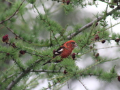 White winged crossbill 