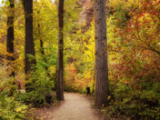 Autumn Color