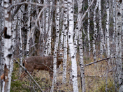 From behind the trees