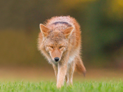 Eastern Coyote