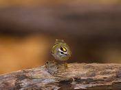 Golden-crowned Kinglet 