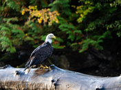 Challenges of coexistence