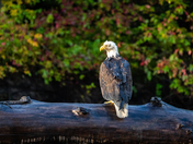 Challenges of coexistence