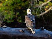 Challenges of coexistence