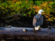 Challenges of coexistence