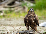 Juvenile Bold Eagle