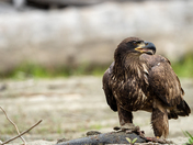 Juvenile Bold Eagle