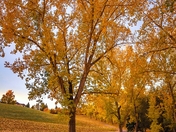 Fall Foliage In A Calgary Park