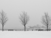 Three Trees