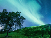 Lonesome Tree and Me