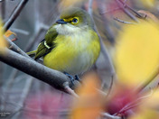 White Eyed Vireo