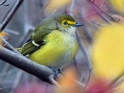 White Eyed Vireo