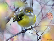 White Eyed Vireo