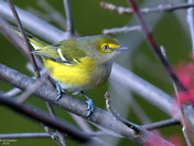 White Eyed Vireo