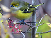 White Eyed Vireo