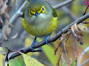White Eyed Vireo