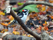 Downy Woodpecker