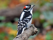Downy Woodpecker