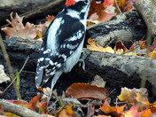 Downy Woodpecker