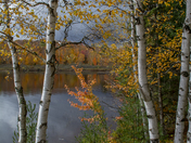 Birch Trees in Autumn